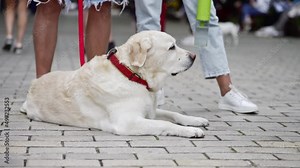 big white dog at animal cruelty protest. animal rights. Stop Animal Abuse. Vegans are against eating animals. Animal advocates against animal testing of cosmetics. Demonstration march crowd