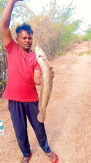 snakehead (Maral) Fish #snakehead #fishing #viral #shorts #reels #ytshorts #ytstudioes #viralvideo