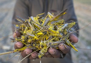From plague to promise: How insects can revolutionize our food systems