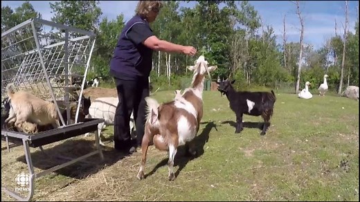 48K views · 519 reactions | Is this the tiniest goat in the world? Meet Manitoba's Lucy. | CBC News | Facebook