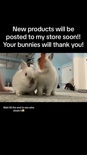 I will be releasing crochet patterns to make hock socks, and slip on boots for your bunnies! #RabbitRescue #rescue #bunnyrescue #bunny #animals #floppitylopity #cute #rabbitsoftiktok #rabbit #JaysRabbitRescue #savetherabbits #babybunny #babyrabbit #babyanimals #baby #animals #animalsoftiktok #bath #shedding #bunnymom #bunnymomma