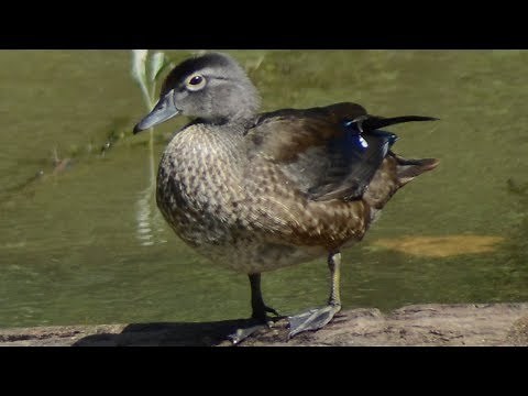 Wood duck call sounds | Female