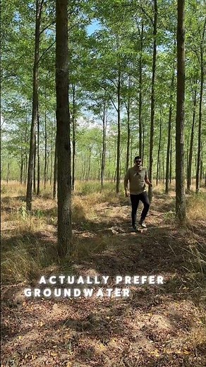 Plantation based forestry with the Turbo Obelisk black locust