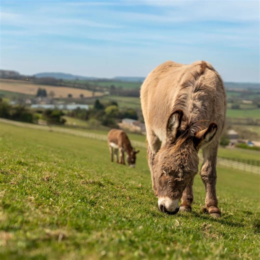 Together, we provided expert support to 6,174 donkeys and mules in our care this year. 🫴 You've helped our Behaviour team transform the lives of donkeys like Samson, who was extremely fearful of people when he came into our care ➡️ bray.news/4p56ex0 | The Donkey Sanctuary