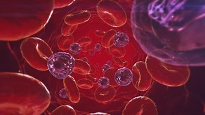 Platelets and red blood cells in the blood stream - Free Stock Video