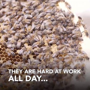 Meet the Al-Ayn Bees! 🐝 Like Al-Ayn Social Care Foundation - UK's page for more updates! Al-Ayn Social Care Foundation is a humanitarian organisation that empowers and provides comprehensive care for over 57,000 orphaned children across Iraq, under the authorisation of his eminence Al-Sayyed Al-Sistani. | Ahlulbayt TV