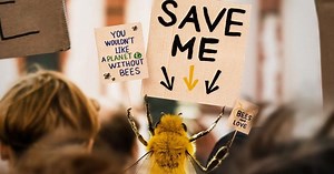 This bee ‘influencer’ is using Instagram to buzz about bee conservation