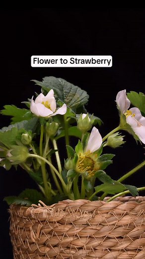 17K views · 6.4K reactions | Flower to Strawberry #timelapse  | Interesting as FCK | Facebook