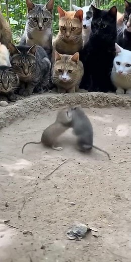 Two Mice Start BOXING Match While Cat Judges the Fight 🐭🥊🐱