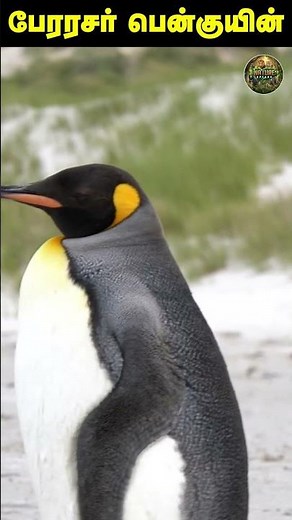 🐧 18 species of penguin 😮 ❄️| Nature Speaks