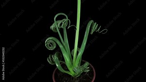 Time lapse of growing Albuca plant in RGB + ALPHA matte format isolated on black background. Other Albuca names: Albuca Spiralis, Frizzle -Sizzle, Cape Star, Slime Lily. Distributed in Southern an