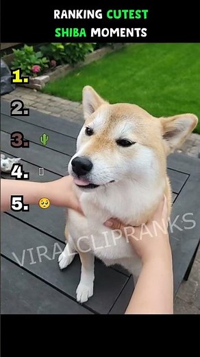 Cutest Shiba Inu Moments Ranking #shorts #shibainu #shiba