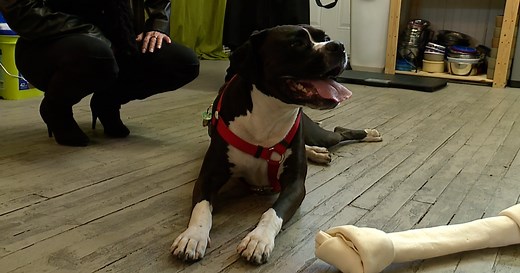 Nonprofit program provides free or low-cost services to low-income Cleveland pet owners