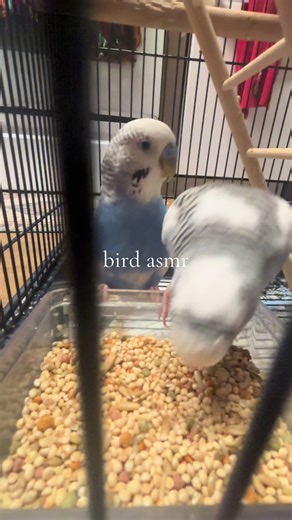 Engaging Bird ASMR Sounds You Need to Hear