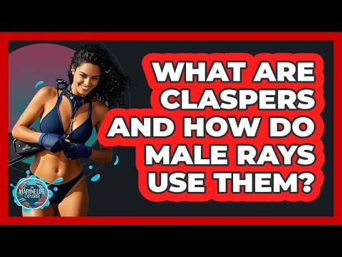 What Are Claspers And How Do Male Rays Use Them? - The Marine Life Explorer