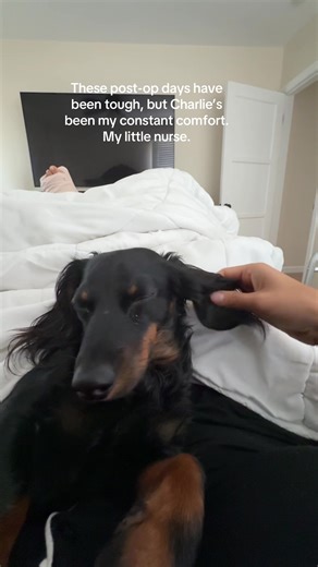 Post-op life: meds, naps, and Charlie acting like my full-time emotional support dog. #surgery #healingjourney