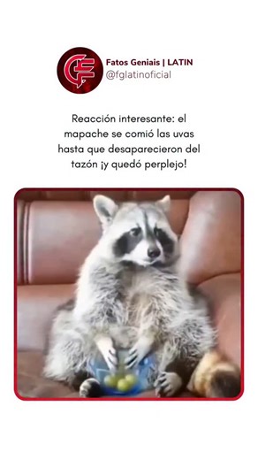 Fatos Geniais | LATAM on Instagram: "Los mapaches llevan en su mirada una mezcla de inocencia y astucia, como pequeños ladrones enmascarados que buscan secretos ocultos. Nada escapa a su curiosidad: bolsas de basura, puertas entreabiertas, cajones olvidados. Con agilidad y patas hábiles, transforman cualquier espacio en un territorio de exploración. Parecen personajes salidos de las páginas de los cómics a la vida real: audaces, creativos y siempre listos para la improvisación. Fascina precisame
