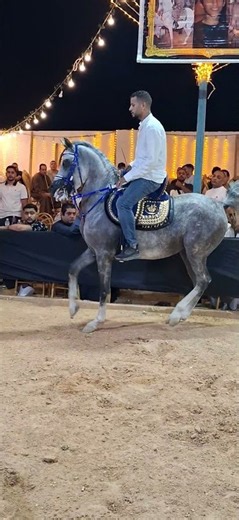 رقص خيل ادب