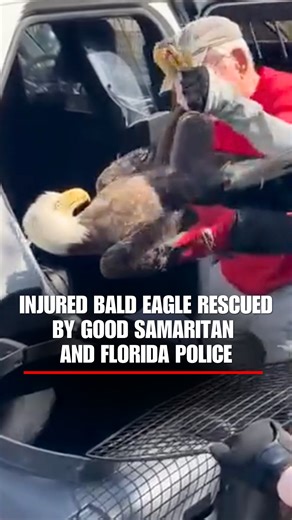 EAGLE EYE: Florida police rescued a distressed bald eagle after a good Samaritan alerted authorities. The bird, now named Freedom, is receiving treatment for an infection and a fractured wing. | Fox News