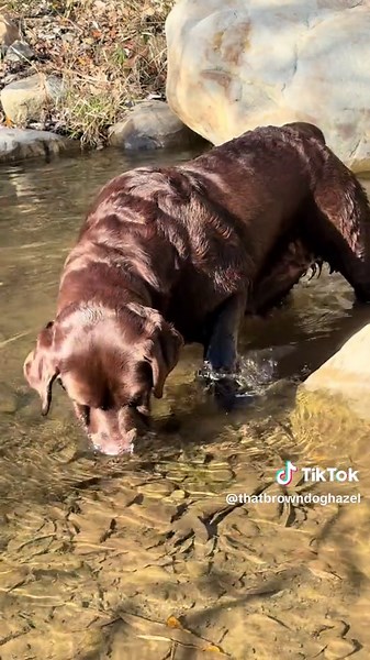 Peaceful Snorkeling with Labrador Retrievers