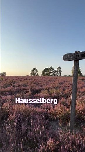 Heideblüte | Wo es jetzt am schönsten blüht!