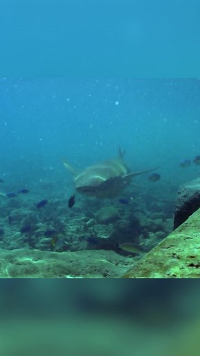 Mutant sharks! We repeat, mutant sharks! 🦈 | Discovery Channel UK