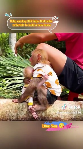 Baby Monkey Bibi Assists Dad in House Building