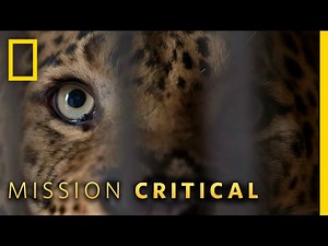 A True Man-Eater | Mission Critical