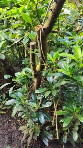 Dutch Jungle Burger's Zoo Netherlands Arnhem March 2th 2026 #nature #tropical #birds #zoo #2026