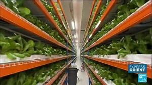 2M views · 23K reactions | Faire pousser des laitues 塞 au milieu du désert : c'est ce que des ingénieurs réalisent à #Dubaï . Dans une ferme verticale, ils cultivent différentes variétés de légumes, grâce à un système d'économie d'eau. Reportage sur cette ferme pas si #écologique dans #ExpressOrient ➡️https://f24.my/9J0w.f | FRANCE 24 | Facebook