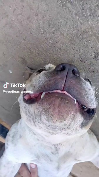 The Adorable Cuties Who Bring Smiles to Your Day