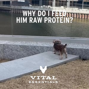 47K views | 狼 What’s the secret to a healthier pup? Just 20% raw. Adding Vital Essentials to their bowl means top quality protein, no fillers, and science-backed nutrition. Because your dog deserves the best: ✅ Premium Butcher Cut Protein ✅ Minimally processed to maintain nutrients ✅ Supports weight management, digestive health, and overall vitality When it comes to your dog’s health, they deserve the best! | Vital Essentials | Facebook