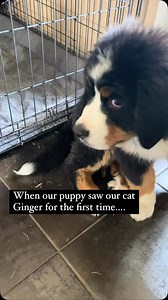 Bernoulli and Ginger ❤️ | Bunsen Berner