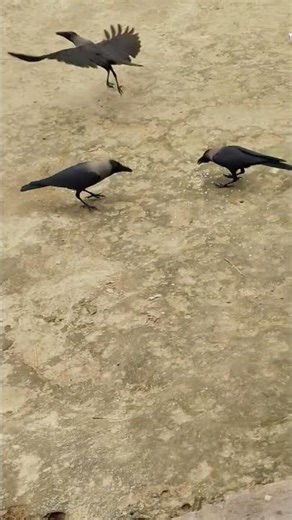 Feeding a Crow 🐦 | Beautiful Nature
