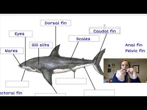 Shark Anatomy