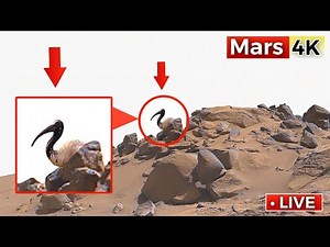 NASA Mars Rover Shared Most Breathtaking 360° 4K Footage of Mars In 4K | Perseverance Rover SOL 1528