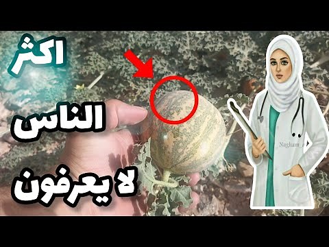 🎥 «الحنظل… بين الدواء والسمّ | أسرار النبتة التي لا تعرف الرحمة»/ الحدج