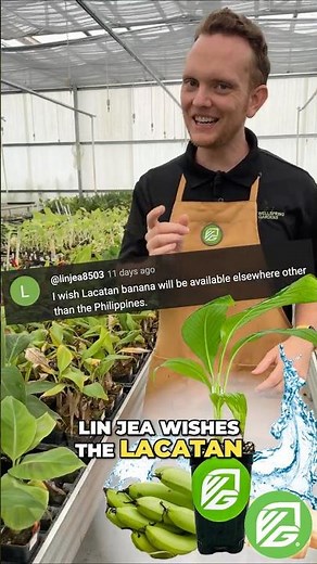 Lakatan Banana: From Philippines to Your Doorstep! #shorts