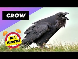 Crow - In 1 Minute! ♥︎ One Of The Most Intelligent Animals In The World | 1 Minute Animals