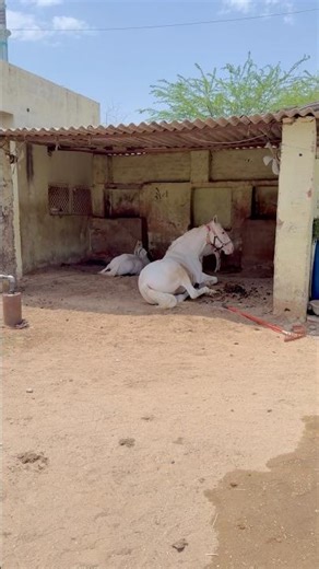 You can see the mare and her foal resting during the day.🐎❣️ #horse