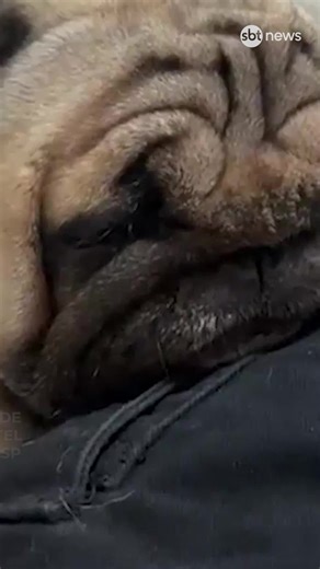 Bucky, cão de suporte emocional de uma jovem com Transtorno do Espectro Autista (TEA), morreu após ser deixado em um hotel pet em Santos (SP). Segundo a família, o animal, da raça pug, sofreu hipertermia devido ao calor no local. Ele estava hospedado para um período de 18 dias enquanto os tutores viajavam. O boletim de ocorrência foi registrado, e a clínica confirmou que o cão chegou em estado crítico. O hotel afirma que havia medidas contra o calor. Saiba todos os detalhes no SBT Notícias. #sbt