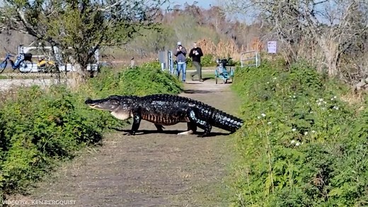 🐊🌴 “Fabio” the infamous wild alligator was seen strolling through the Circle B Bar Reserve near Lakeland, Florida this past weekend. Video by: Ken Bergquist | Meteorologist Nash Rhodes