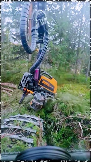 Part 021 Feller Buncher operator skills #woodworking