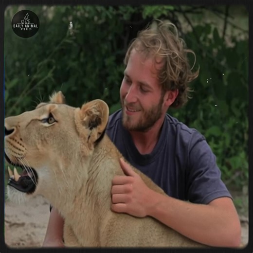 In the vast, unforgiving expanse of the kalahari, a quiet friendship blossomed between a dedicated conservationist and a lioness once marked by hardship. through patience and trust, what began as cautious encounters grew into a deep bond—one that transformed not just the lioness’s life, but also the heart of the person who chose to stand by her side, reminding us all of the healing power found in connection and compassion.—[Full story in 𝗰𝗼𝗺𝗺𝗲𝗻𝘁]👇 | Nature and Wildlife TV
