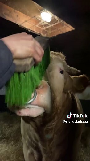 Bruno's Mooie Vooruitgang: Een Update