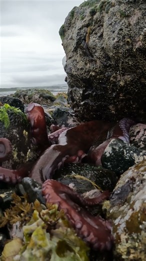 Kraken Emerges from a Rock on the Beach!!! #fishingshort #KrakenAttack #GiantSeaCreature #Shorts