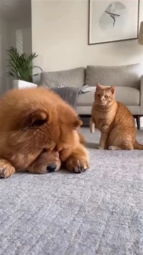 1.3K views · 29K reactions |  Part 2: Kucing mulai cari masalah...