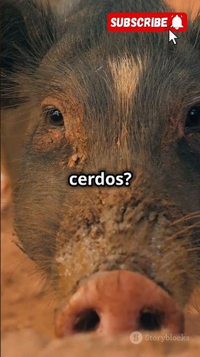 Conoce los animales Omnivoros 🦓