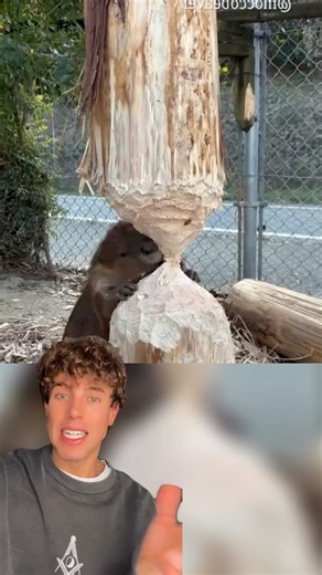 A beaver's teeth can end its life