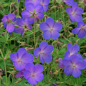 Johnson's Blue Geranium, Cranesbill | American Meadows